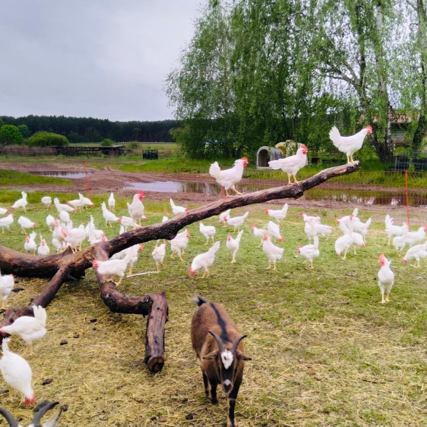 Weidelandfarm Am Riebener See Apartman Beelitz Kültér fotó